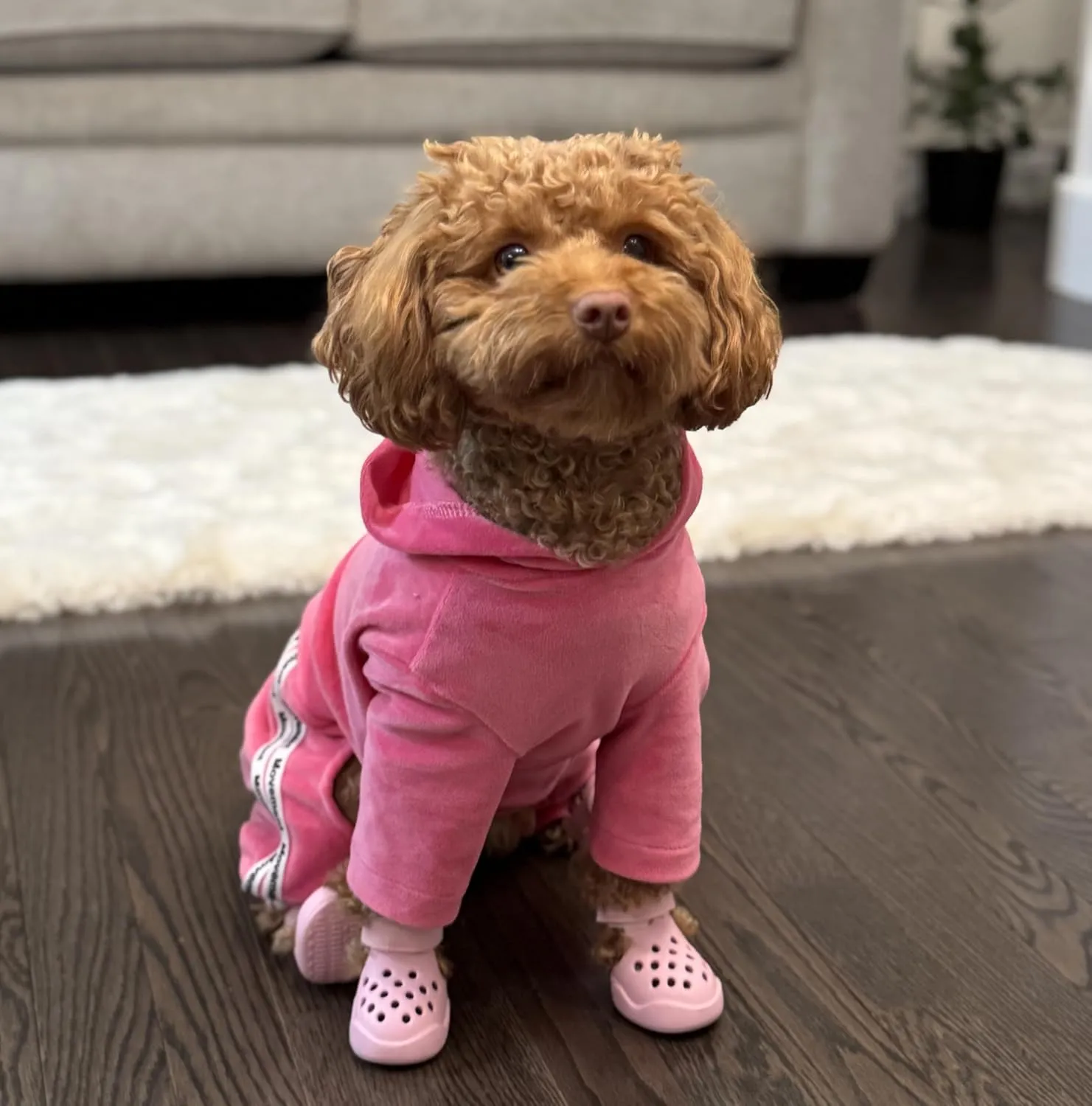 Dog Shoes: Non-Slip Waterproof Sandals for Hot Pavement & Winter, Breathable Perforated Boots, Large/Medium/Small Sizes, Ideal Paw Protector, Outdoor Clog Booties (Black, Size 3: (2.24x1.85)(L*W))