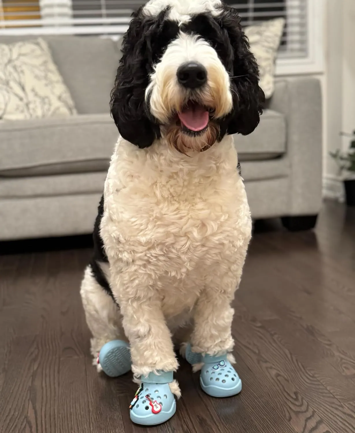 Dog Shoes: Non-Slip Waterproof Sandals for Hot Pavement & Winter, Breathable Perforated Boots, Large/Medium/Small Sizes, Ideal Paw Protector, Outdoor Clog Booties (Black, Size 3: (2.24x1.85)(L*W))